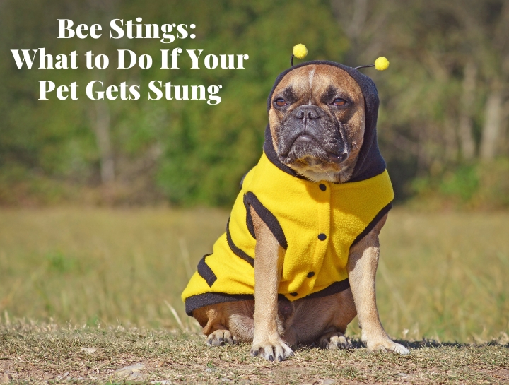 what should i do if my dog gets stung