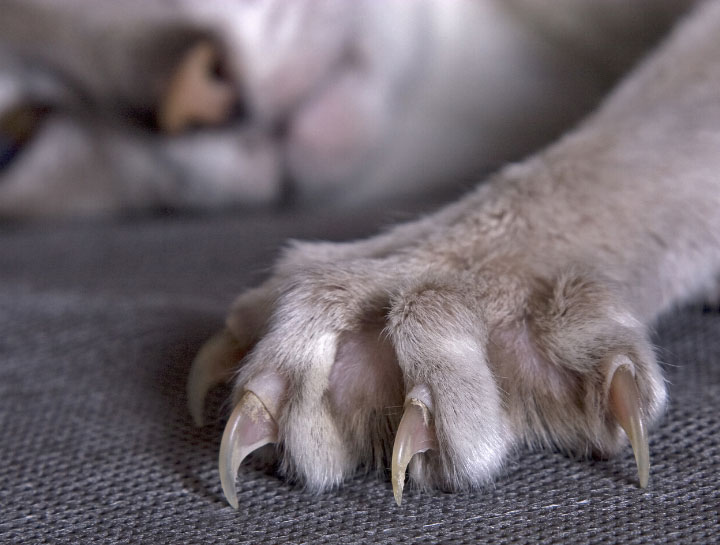 Removing store cats claws