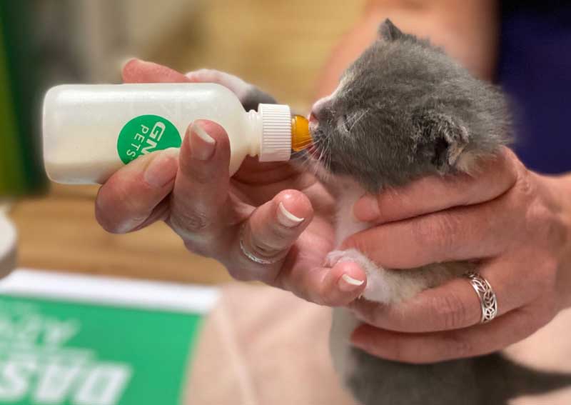 Carousel Slide 3: Kitten veterinary care